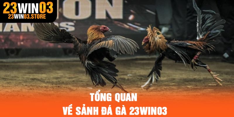 Tổng quan về sảnh đá gà 23Win03